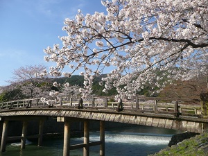 Cherry blossoms in Arashiyama in Kyoto