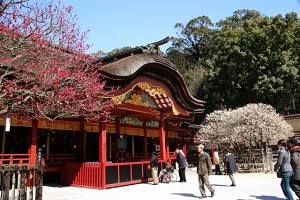 Ume blossoms in Dazaifu-tenmangu Shrine in Fukuoka Prefectur