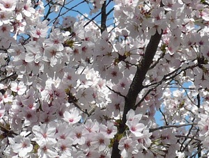 A street with many cherry trees in full bloom