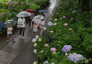 Hydrangea in tsuyu season. A family are walking with umbrelle in a rainy path.