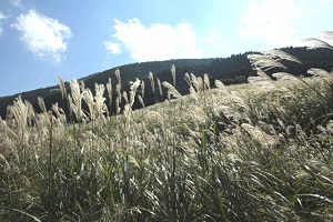 Field of silver grass in Sengokuhara of Hakone