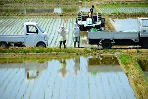 Rice-planting scene. Cultivated field is filled with water and rice sprouts are planted orderly.