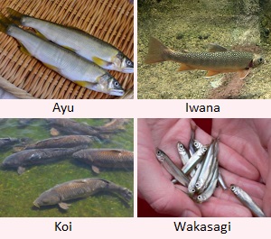Ayu, Iwana, Koi, Wakasagi
