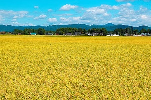 Ripe rice plants in autumn