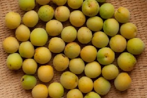 Fully-ripened ume fruits for umeboshi