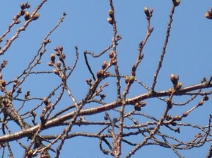 March 16 (8 days before blooming)