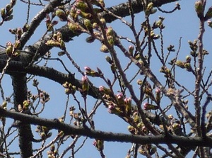 March 22 (2 days before blooming)