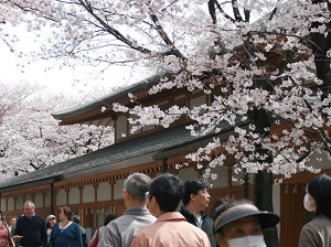 Cherry blossoms in Yasukuni Shrine in Tokyo