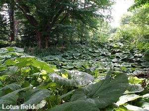 Lotus field