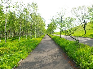 A path in the park