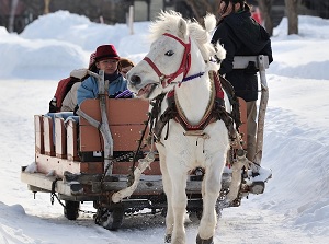 Horse sleigh in winter