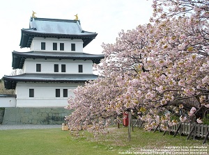 Sakura and Matsumae Castle
