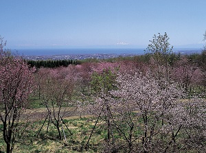 Cherry blossoms on Mt.Tento