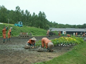 Image of farm work by prisoners