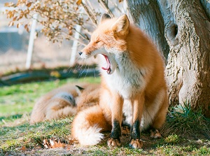 Ezo red fox (Kita-kitsune)