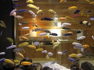 Tropical fish breeding in Onsen water