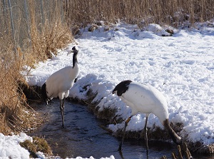 Tanchozuru Natural Park in winter