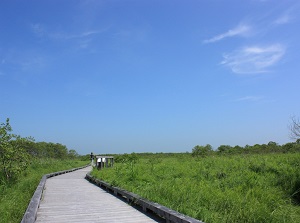 On'nenai boardwalk in the marsh