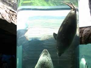Swimming seals through a tube in Asahiyama Zoo