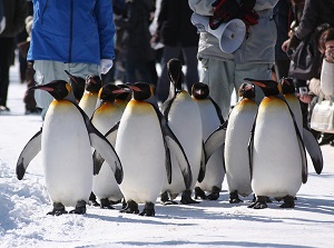 Walking penguins in Asahiyama Zoo