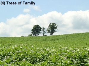 Trees of family