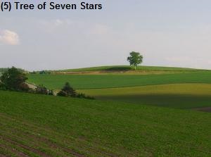 Tree of Seven Stars
