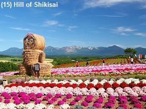 Hill of Shikisai