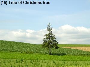 Tree of Christmas tree