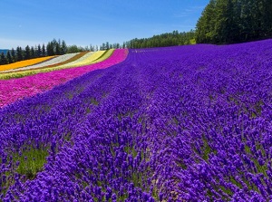 Lavender and colorful flowers in Furano