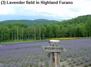 Lavender field in Highland Furano