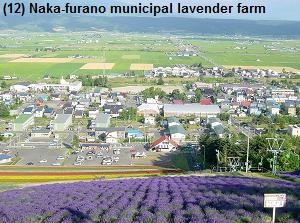 Naka-furano municipal lavender farm