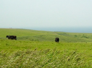 Grassland around Cape Soya