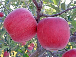 Apples in Aomori