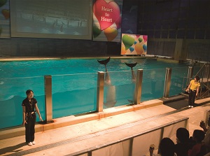 Dolphin show in Asamushi Aquarium