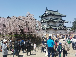 Hirosaki Castle in spring