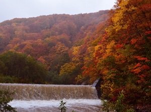 Autumn leaves in Shirakami-sanchi