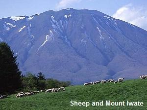 Sheep and Mount Iwate