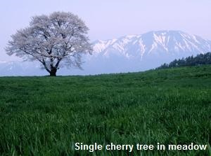 Single cherry tree in meadow