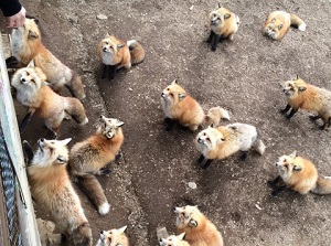 Many foxes