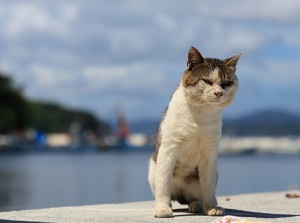 A cat in Tashirojima