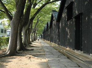 Sankyo warehouse and zelkova trees