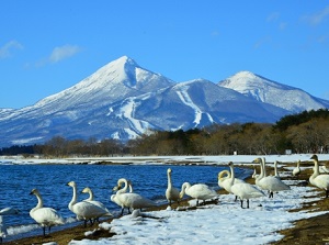 Swans in Lake Inawashiro
