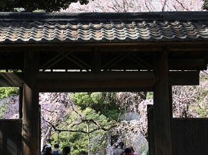 Entrance gate of Rikugien and cherry blossoms