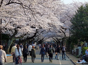 Sakura street in Yanaka Cemetery