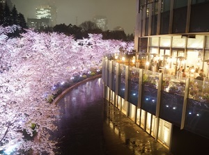 Cherry clossoms around Tokyo Midtown