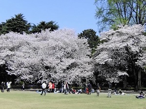 Cherry blossoms in spring in Shinjuku Gyoen