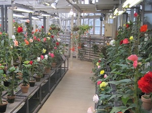 Roses in a glasshouse
