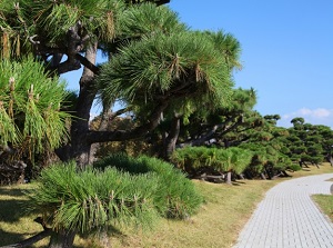 Natural park in Jogashima