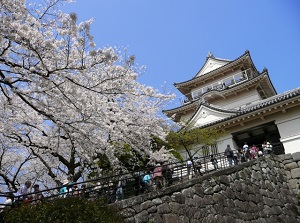 Odawara Castle in spring