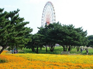 Flower garden and  amusement park in Hitachi Seaside Park